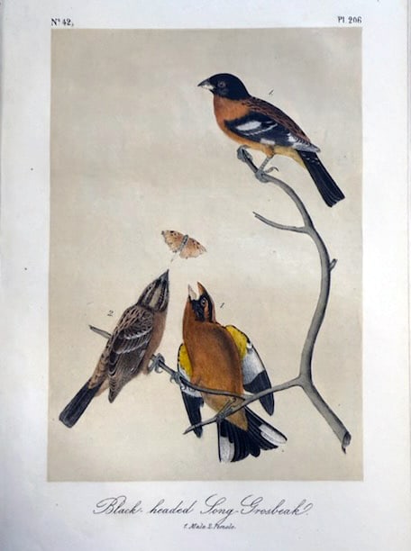 John James Audubon (After) - Black-Headed Song-Grosbreak (1 of 1)