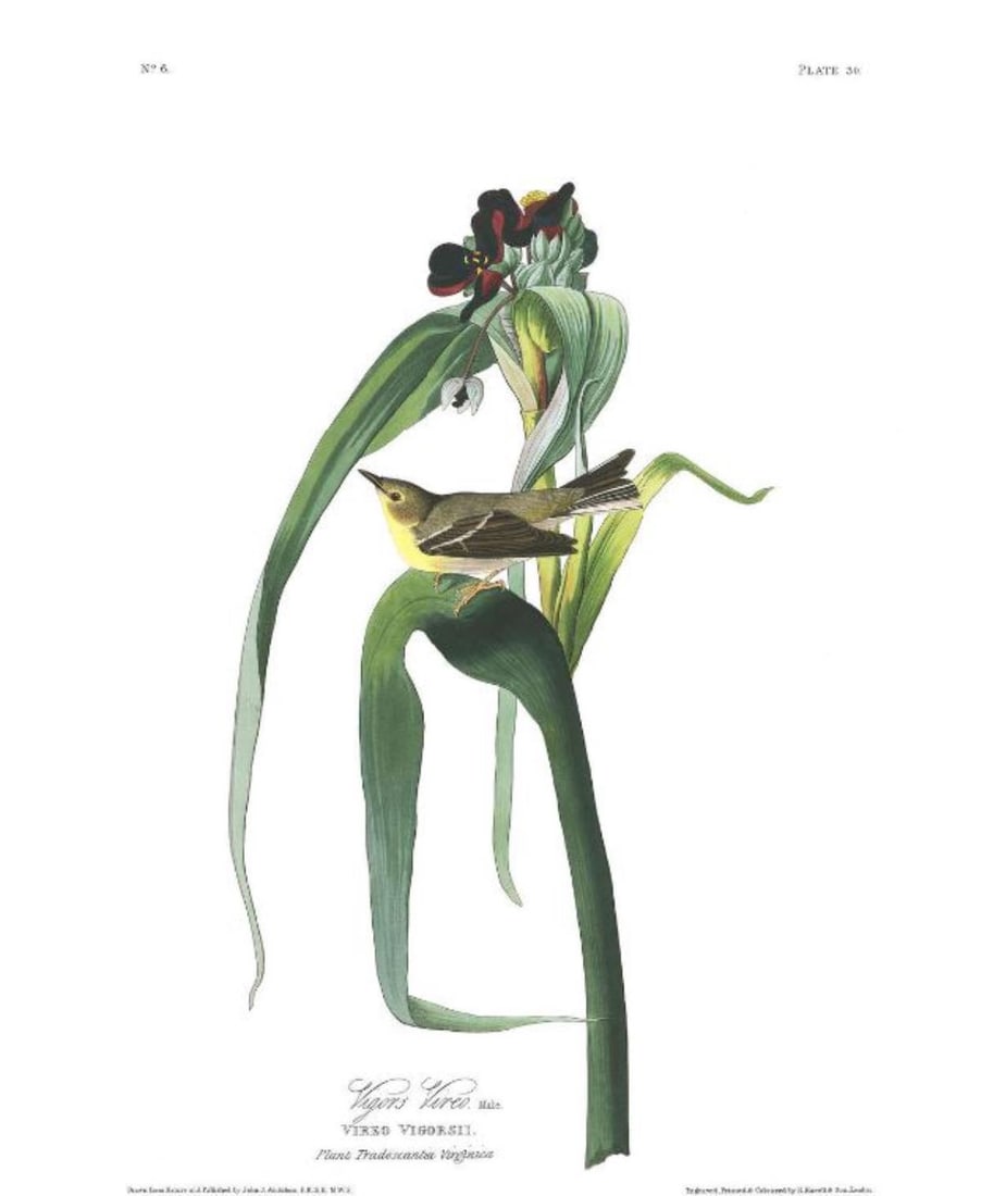 John James Audubon (After) - Vigor's Warbler (1 of 1)