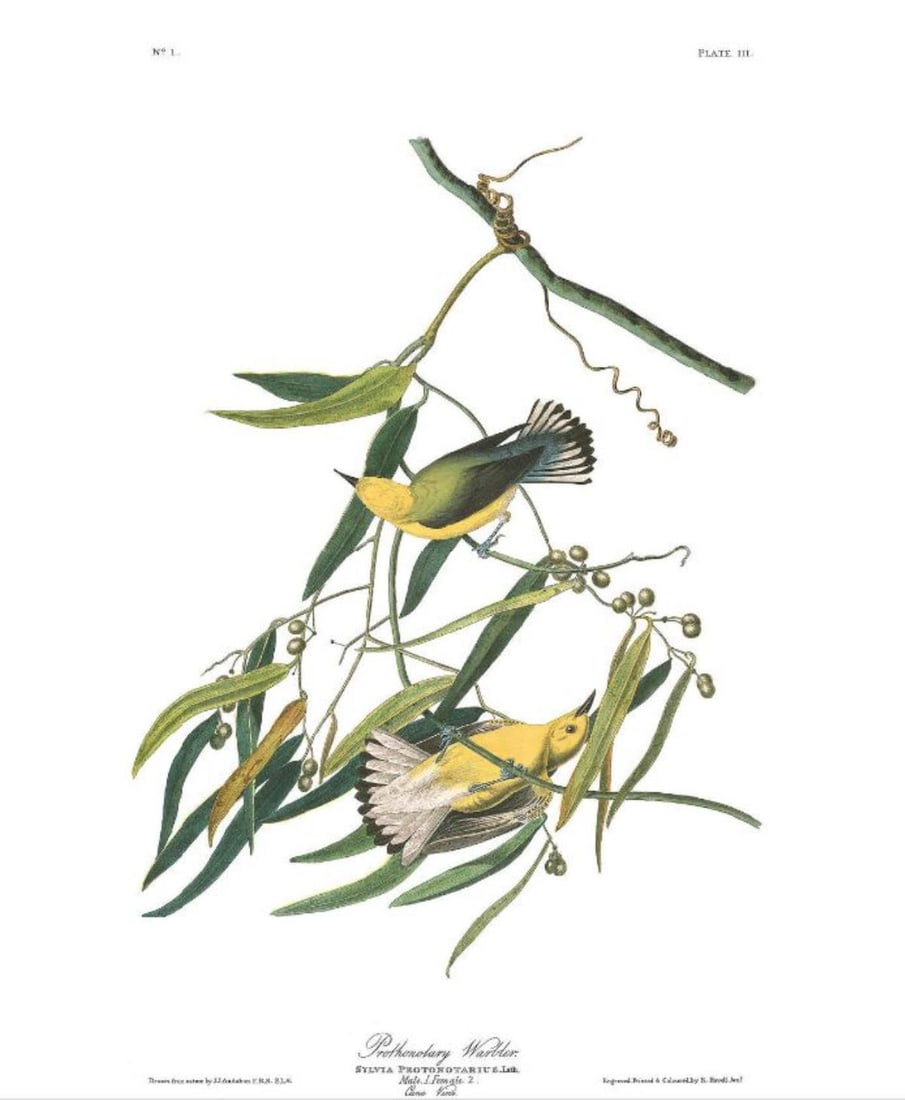 John James Audubon (After) - Prothonolary Warbler (1 of 1)