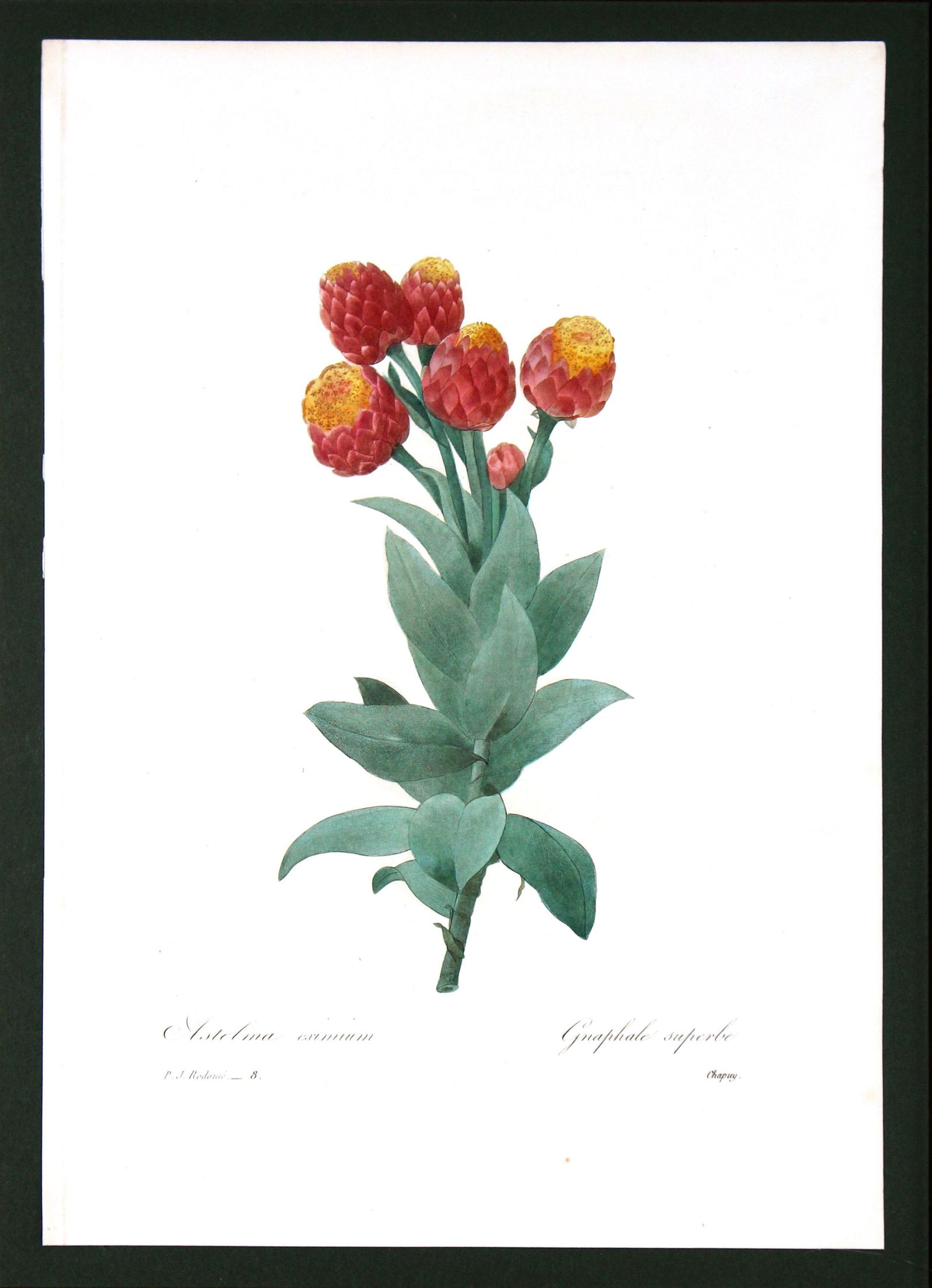 Pierre Joseph Redoute - Astelma Eximium: Artist: Pierre Joseph Redoute Title: Astelma Eximium Year: 1827 Dimensions: 8.5in. by 10in. Edition: From the rare limited edition Medium: Hand colored stipple