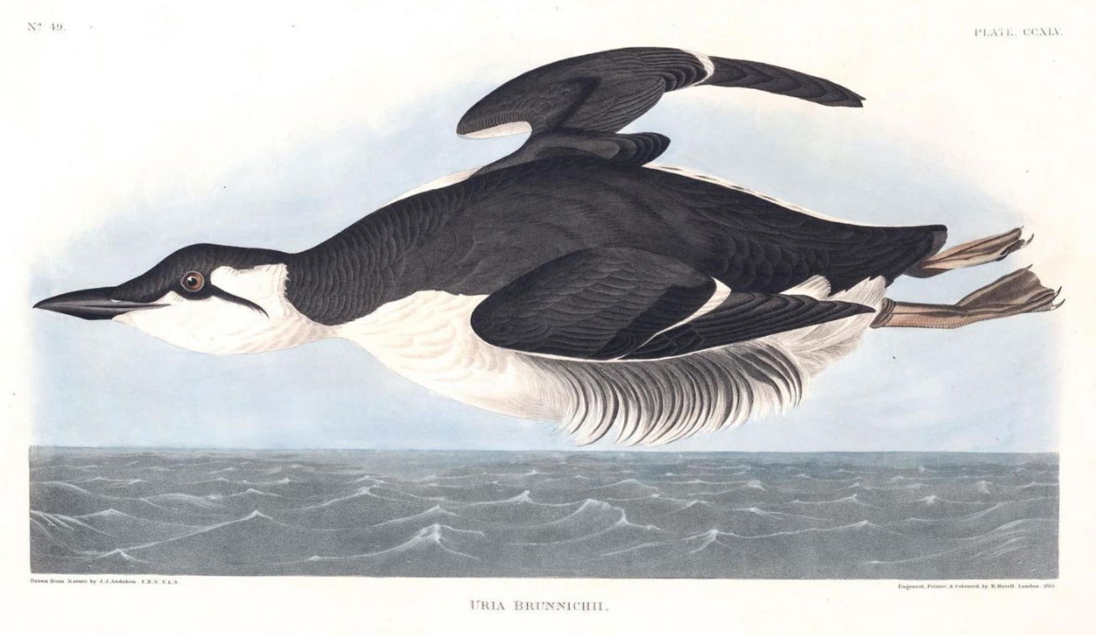 John James Audubon (After) - Uria Brunnichii (1 of 1)
