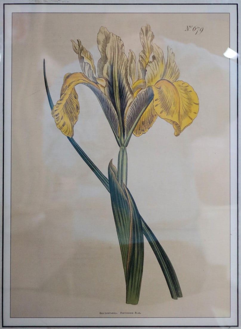 William Curtis - Yellow Iris (1 of 2)