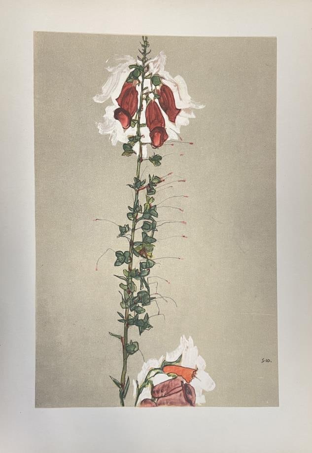 Egon Schiele (After) - Lady's Glove: Artist: Egon Schiele (After) Title: Lady's Glove Year: 1951 Dimensions: 9 5/16in. by 13 3/8in. Edition: From the rare limited edition Publisher: Druck Und Verla