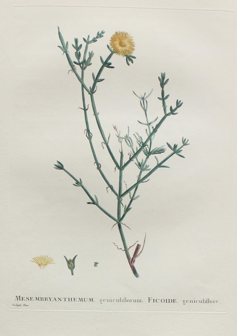 Pierre Joseph Redoute - Mesmbryanthemum genuculiflorum: Artist: Pierre Joseph Redoute Title: Mesmbryanthemum genuculiflorum Year: 1837 Dimensions: 10.25in. by 13.25in. Edition: From the rare limited edition Suite: Pl