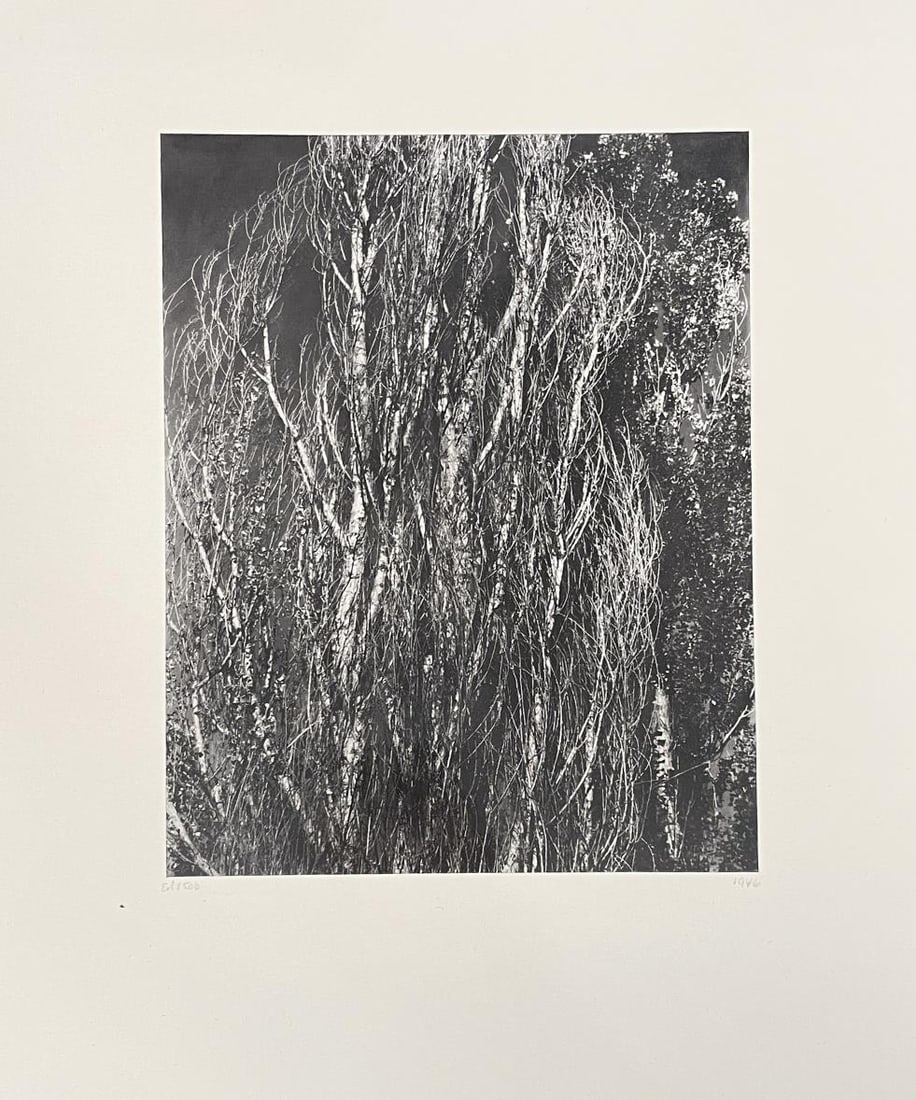 Alfred Stieglitz - Poplars (After): Artist: Alfred StieglitzTitle: PoplarsYear: 1947Dimensions: 16 1/8in. by 12in.Edition: Numbered from the rare limited edition of 1500Publisher: Twice a Year Press New YorkSuite: Memorial
