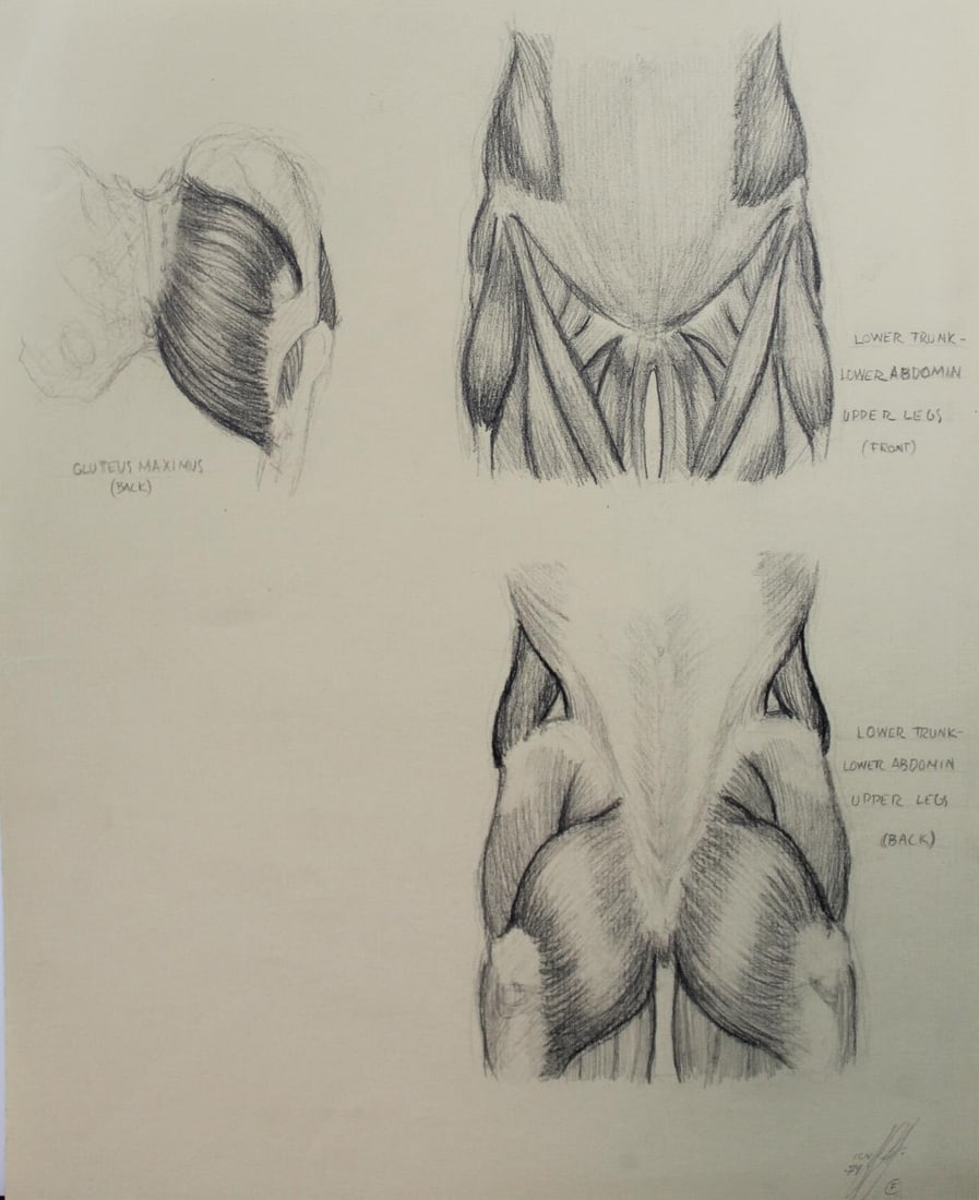 Bo Bartlett - Untitled Anatomy Study IV: Artist: Bo BartlettTitle: Untitled Anatomy Study IVYear: 1974Dimensions: 10in. by 12 3/4in.Edition: original workMedium: drawing on paperCondition: ExcellentSignature Details: Signed and dated by