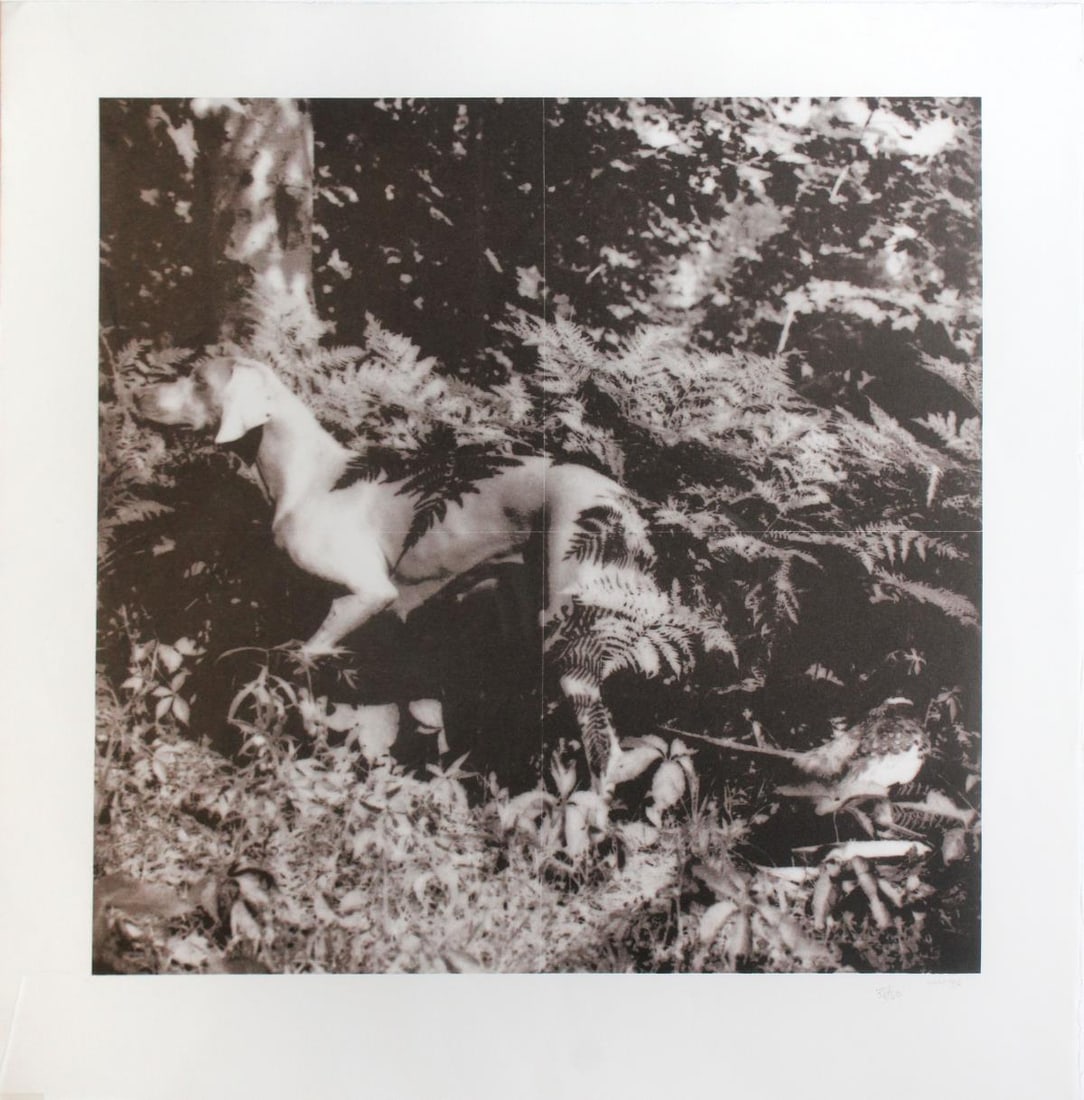 William Wegman - Untitled: Artist: William WegmanTitle: UntitledYear: 1990Dimensions: 19.6in. by 19.6in.Edition: 38 from the limited edition of 50Suite: Bird Dog SuiteMedium: Original photolithograph on paperCondition: