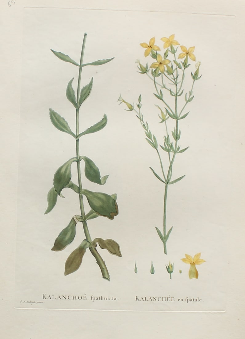 Pierre Joseph Redoute - Kalanchoe fpathulata: Artist: Pierre Joseph RedouteTitle: Kalanchoe fpathulataYear: 1837Dimensions: 10 1/4 x 13 1/4 in.Edition: From the rare limited editionSuite: Plantarum Succulentarum HistoriaMedium: Hand colored