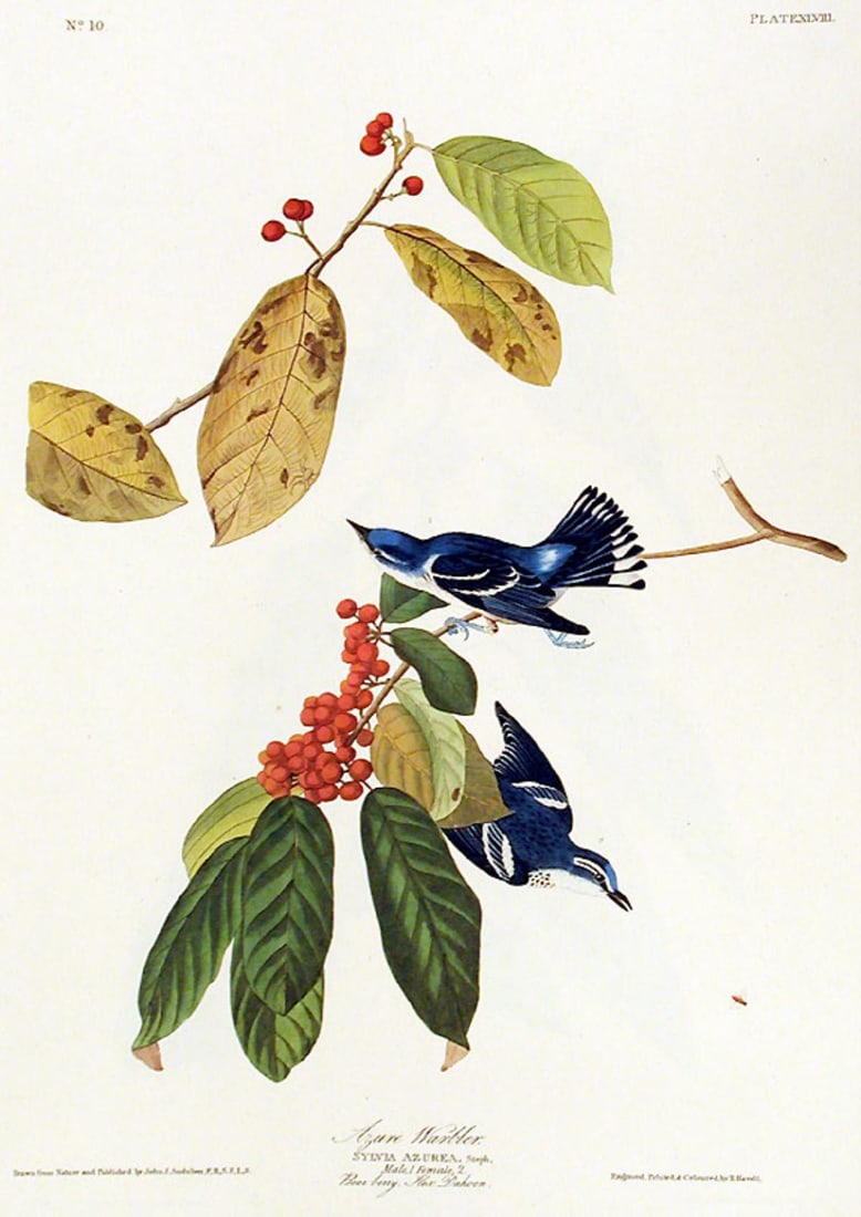 John James Audubon (After) - Azure Warbler (1 of 1)