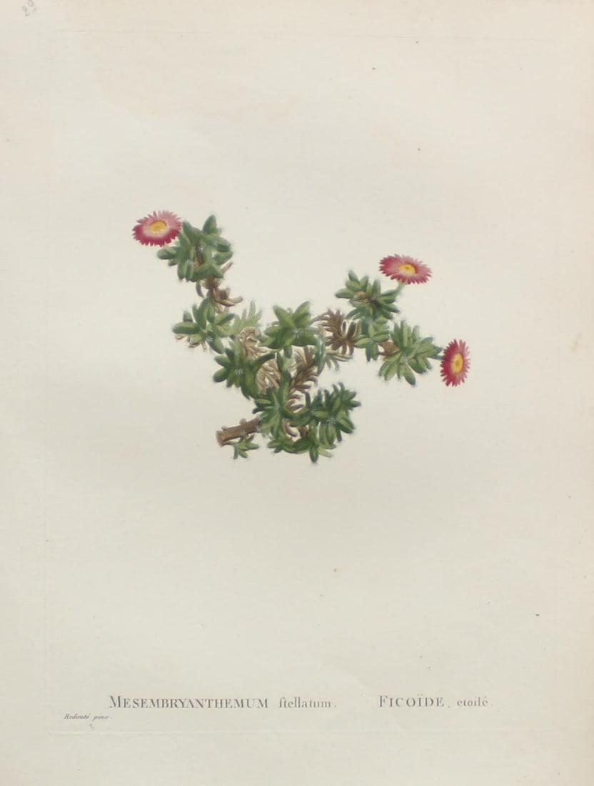 Pierre Joseph Redoute - Mesmbryanthemum ftellatum: Artist: Pierre Joseph RedouteTitle: Mesmbryanthemum ftellatumYear: 1837Dimensions: 10.25in. by 13.25in.Edition: From the rare limited editionSuite: Plantarum Succulentarum HistoriaMedium: Hand