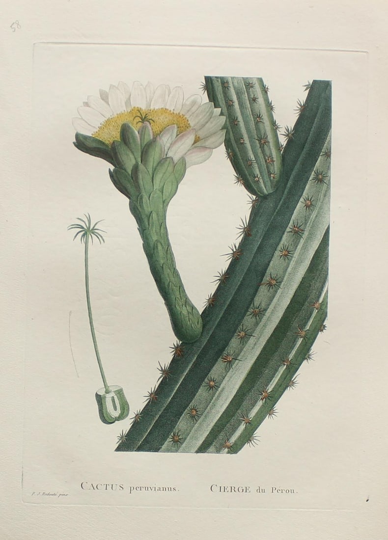 Pierre Joseph Redoute - Cactus peruvianus: Artist: Pierre Joseph RedouteTitle: Cactus peruvianusYear: 1837Dimensions: 10.25in. by 13.25in.Edition: From the rare limited editionSuite: Plantarum Succulentarum HistoriaMedium: Hand colored