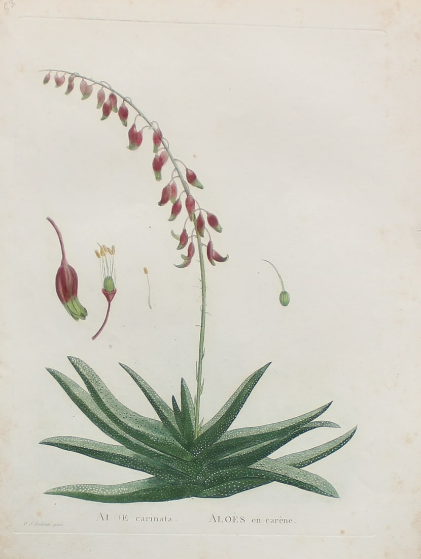 Pierre Joseph Redoute - Aloe carinata: Artist: Pierre Joseph RedouteTitle: Aloe carinataYear: 1837Dimensions: 10.25in. by 13.25in.Edition: From the rare limited editionSuite: Plantarum Succulentarum HistoriaMedium: Hand colored stipple