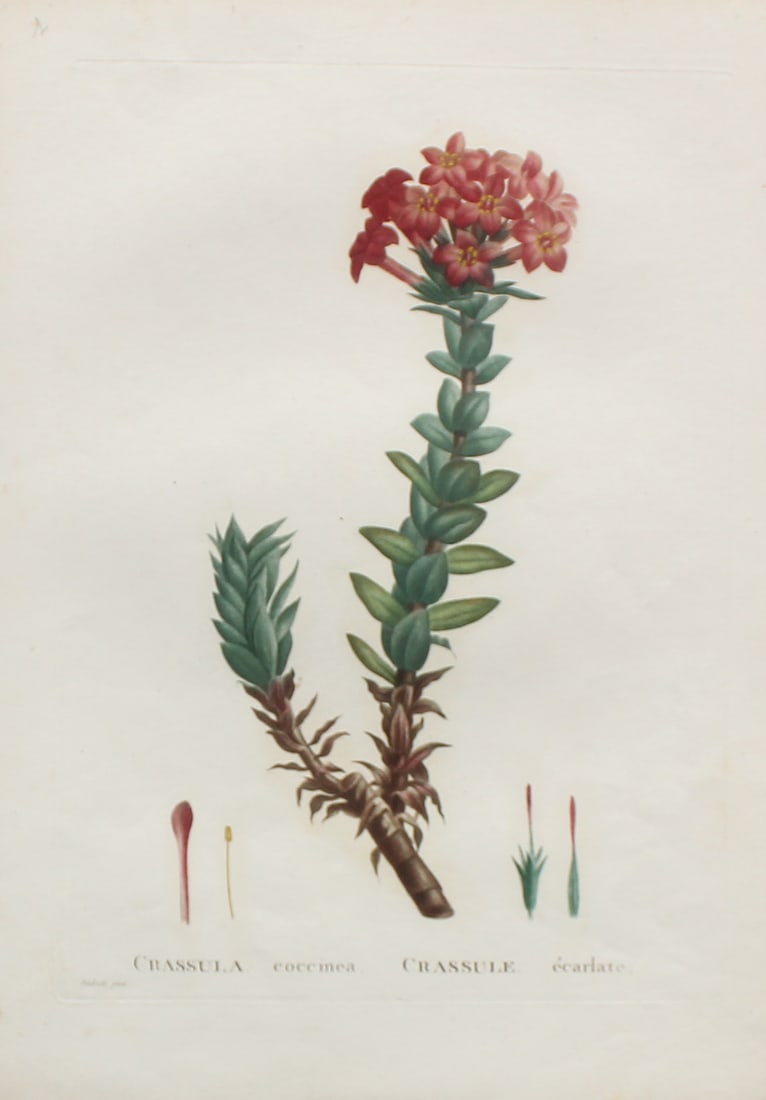 Pierre Joseph Redoute - Crassula coccinea: Artist: Pierre Joseph RedouteTitle: Crassula coccineaYear: 1837Dimensions: 10.25in. by 13.25in.Edition: From the rare limited editionSuite: Plantarum Succulentarum HistoriaMedium: Hand colored