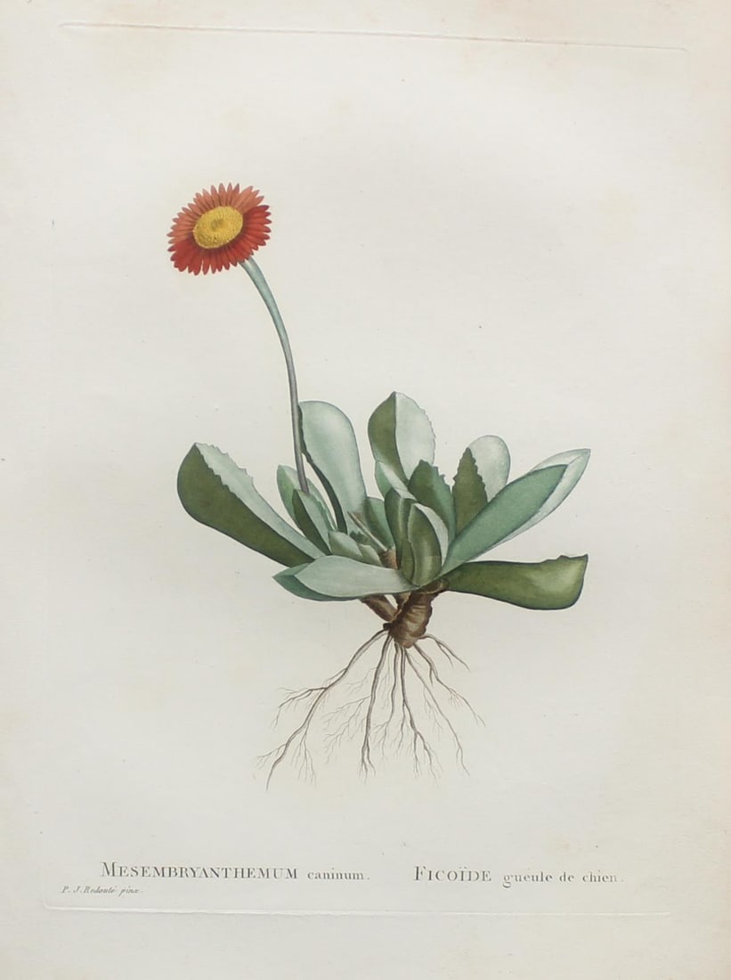 Pierre Joseph Redoute - Mesmbryanthemum caninum: Artist: Pierre Joseph RedouteTitle: Mesmbryanthemum caninumYear: 1837Dimensions: 10.25in. by 13.25in.Edition: From the rare limited editionSuite: Plantarum Succulentarum HistoriaMedium: Hand colored