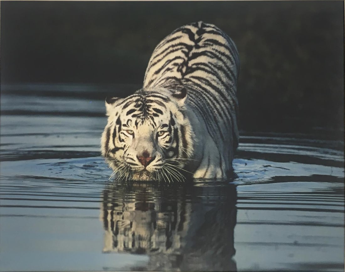 Unknown Artist - White Bengal Tiger II: Artist: Unknown ArtistTitle: White Bengal Tiger IIYear: 1998Dimensions: 11in. by 14in.Edition: From the Rare Limited EditionMedium: PhotographSignature Details: Hand Signed and Dated on MattingComes