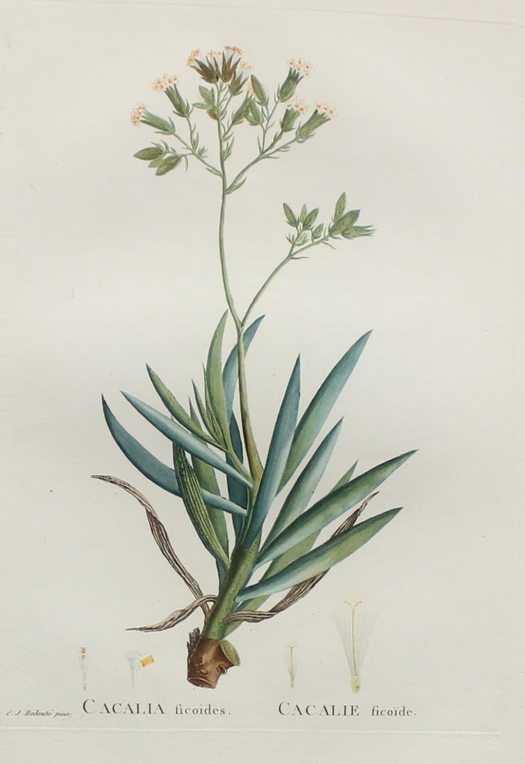 Pierre Joseph Redoute - Calcalia ficoides: Artist: Pierre Joseph RedouteTitle: Calcalia ficoidesYear: 1837Dimensions: 10.25in. by 13.25in.Edition: From the rare limited editionSuite: Plantarum Succulentarum HistoriaMedium: Hand colored