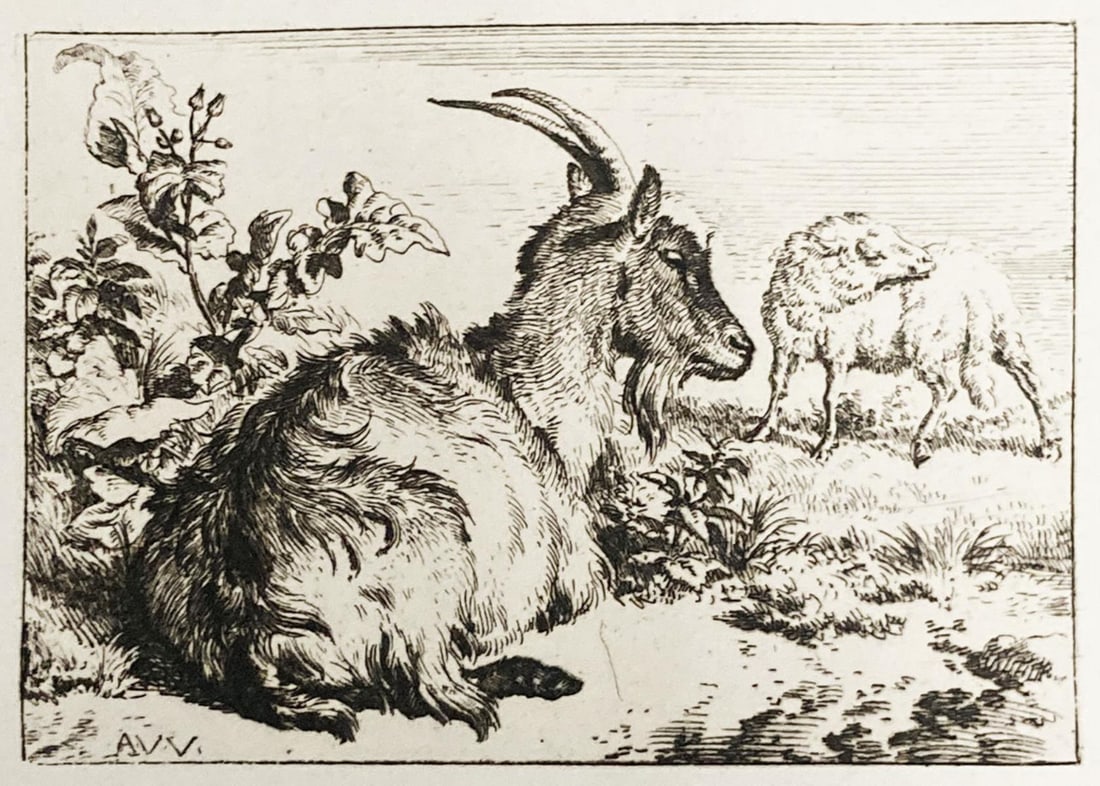 Adriaen Van de Velde - Lying Goat (1 of 1)