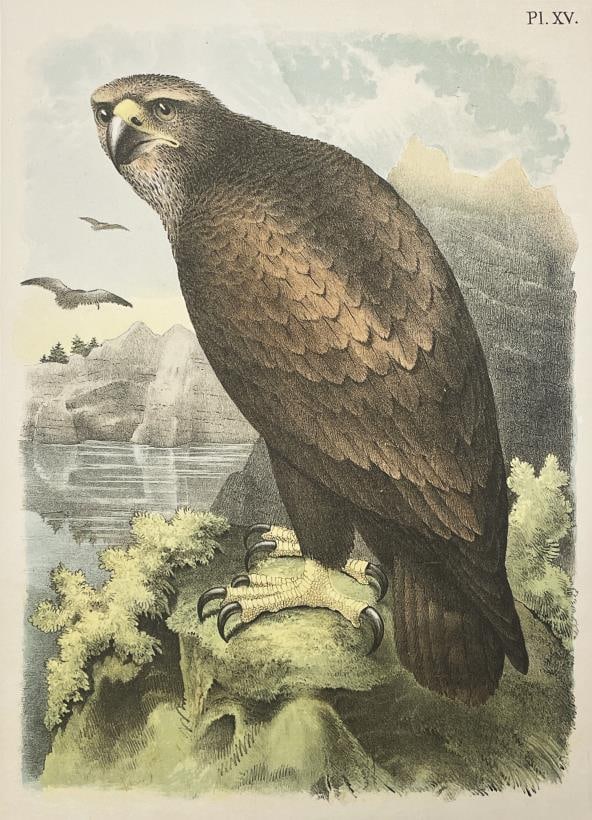 Theodore Jasper - The Gray or Sea Eagle: Artist: Theodore JasperTitle: The Gray or Sea EagleYear: 1881Dimensions: 12in. by 15in.Edition: From the rare limited editionPublisher: Jacob H. Studer & Co.Suite: tuder?s Popular Ornithology The