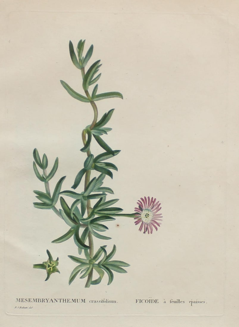 Pierre Joseph Redoute - Mesembryanthemum C: Artist: Pierre Joseph Redoute Title: Mesembryanthemum C Year: 1837 Dimensions: 10.25in. by 13.25in. Edition: From the rare limited edition Suite: Plantarum Succ