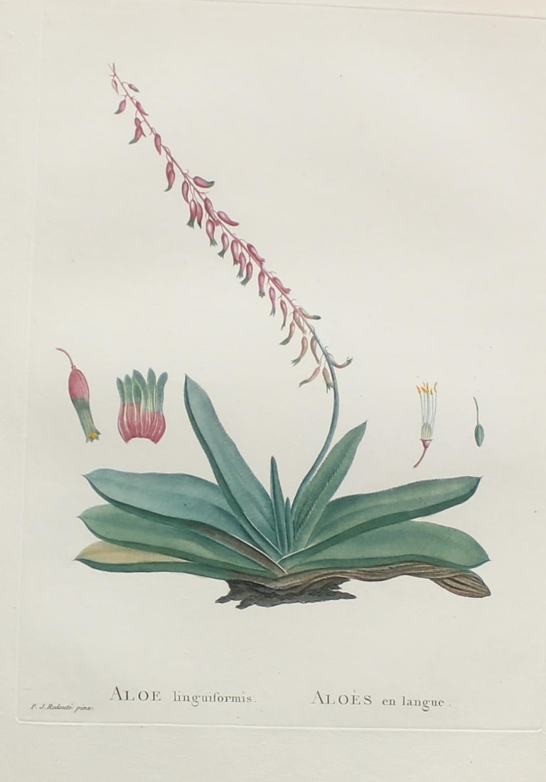 Pierre Joseph Redoute - Aloe linguiformis II: Artist: Pierre Joseph Redoute Title: Aloe linguiformis II Year: 1837 Dimensions: 10.25in. by 13.25in. Edition: From the rare limited edition Suite: Plantarum Su