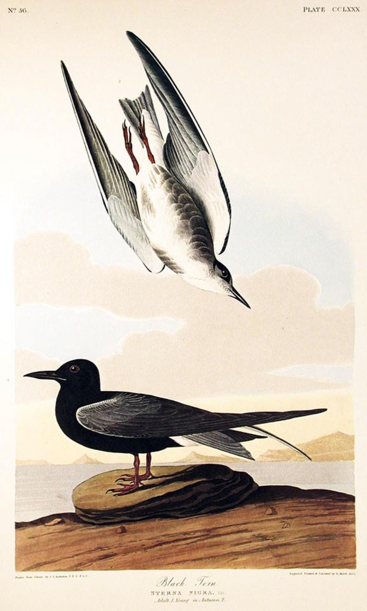 John James Audubon (After) - Black Tern: Artist: John James Audubon (After) Title: Black Tern Year: 1971 Dimensions: 39in. by 26in. Edition: From the Rare Limited Edition Suite: The Birds of America