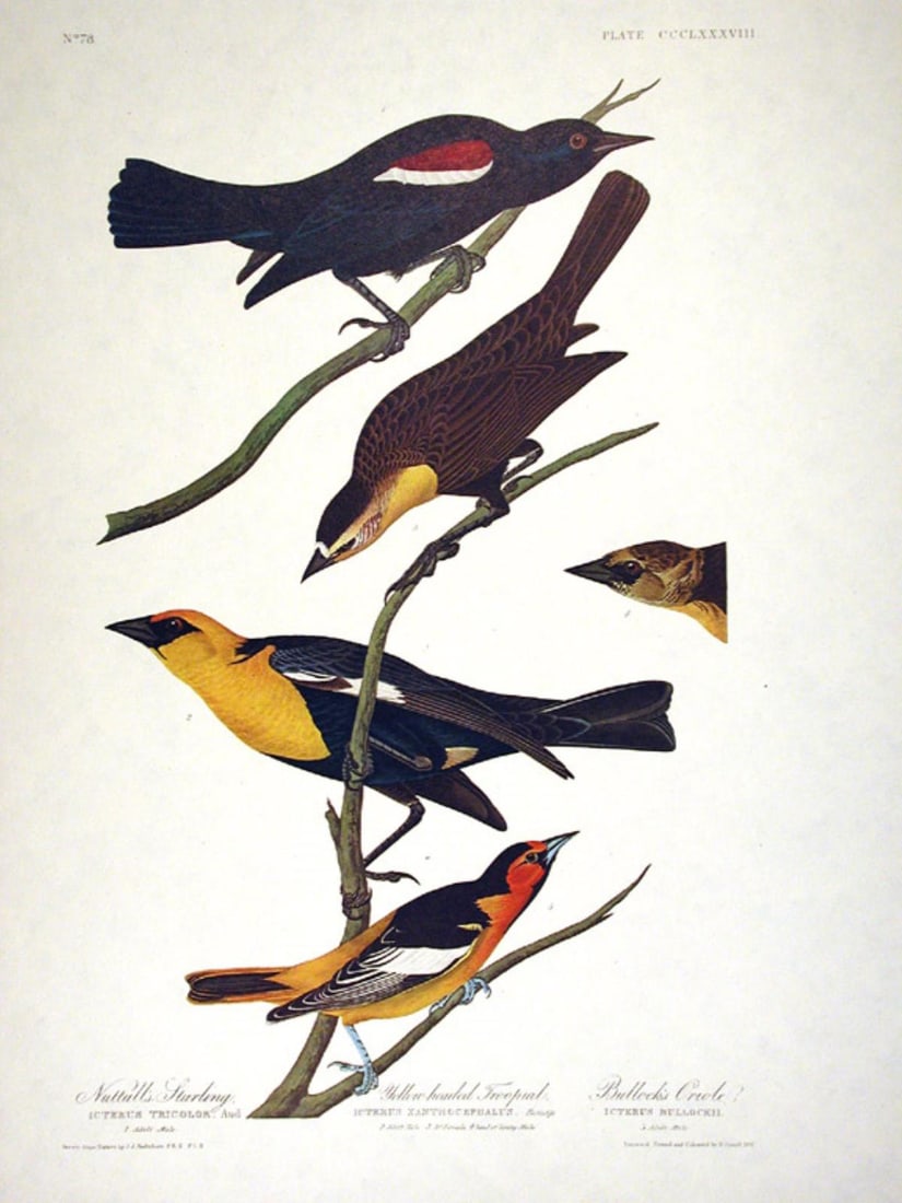 John James Audubon (After) - Yellow-headed Troopial: Artist: John James Audubon (After) Title: Yellow-headed Troopial Bullock's Oriole Year: c. 1837 Dimensions: 27in. by 40in. Edition: From the rare limited edition Su