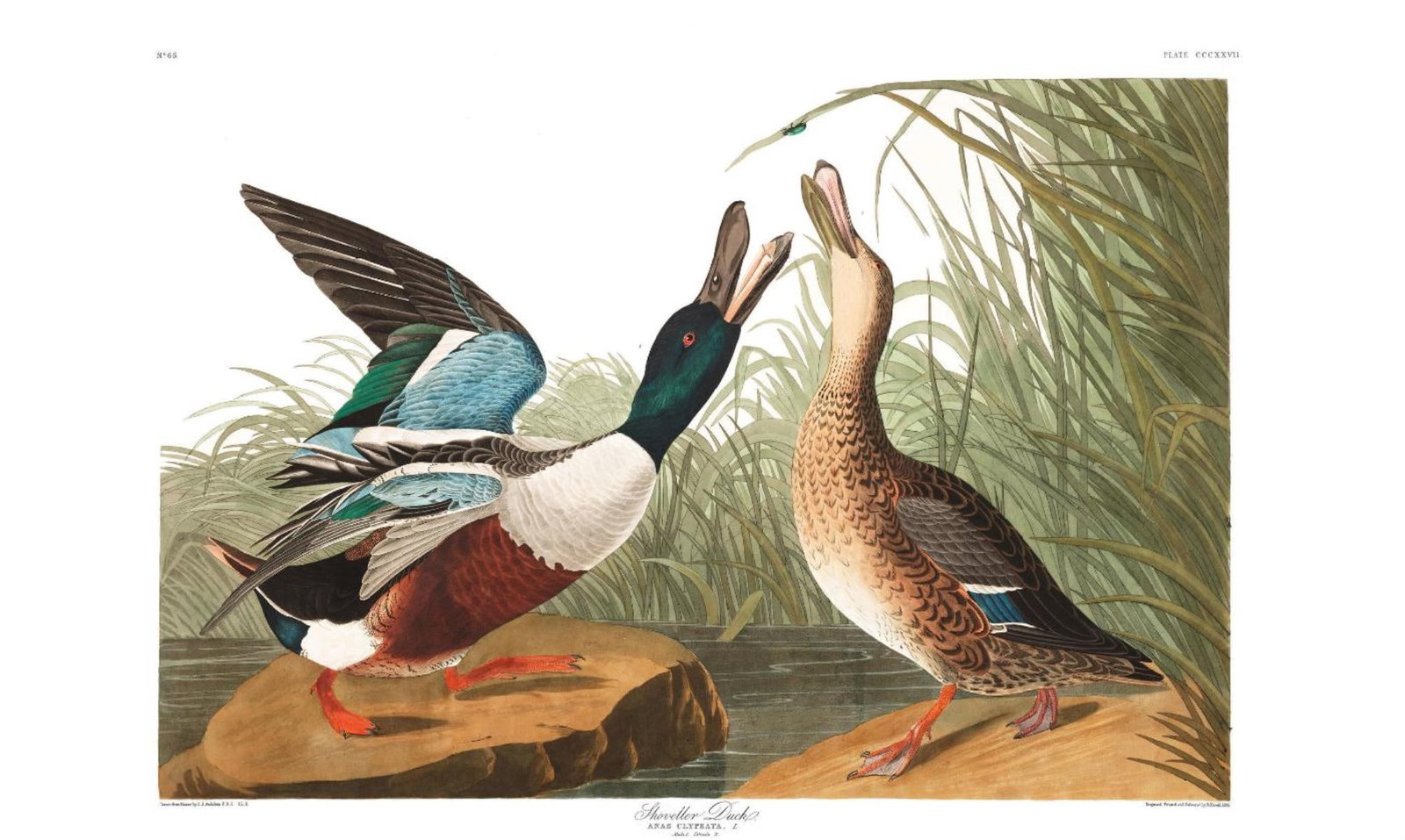 John James Audubon (After) - Shoveller Duck: Artist: John James Audubon (After) Title: Shoveller Duck Year: 1971 Dimensions: 39in. by 26in. Edition: From the Rare Limited Edition Suite: The Birds of Americ