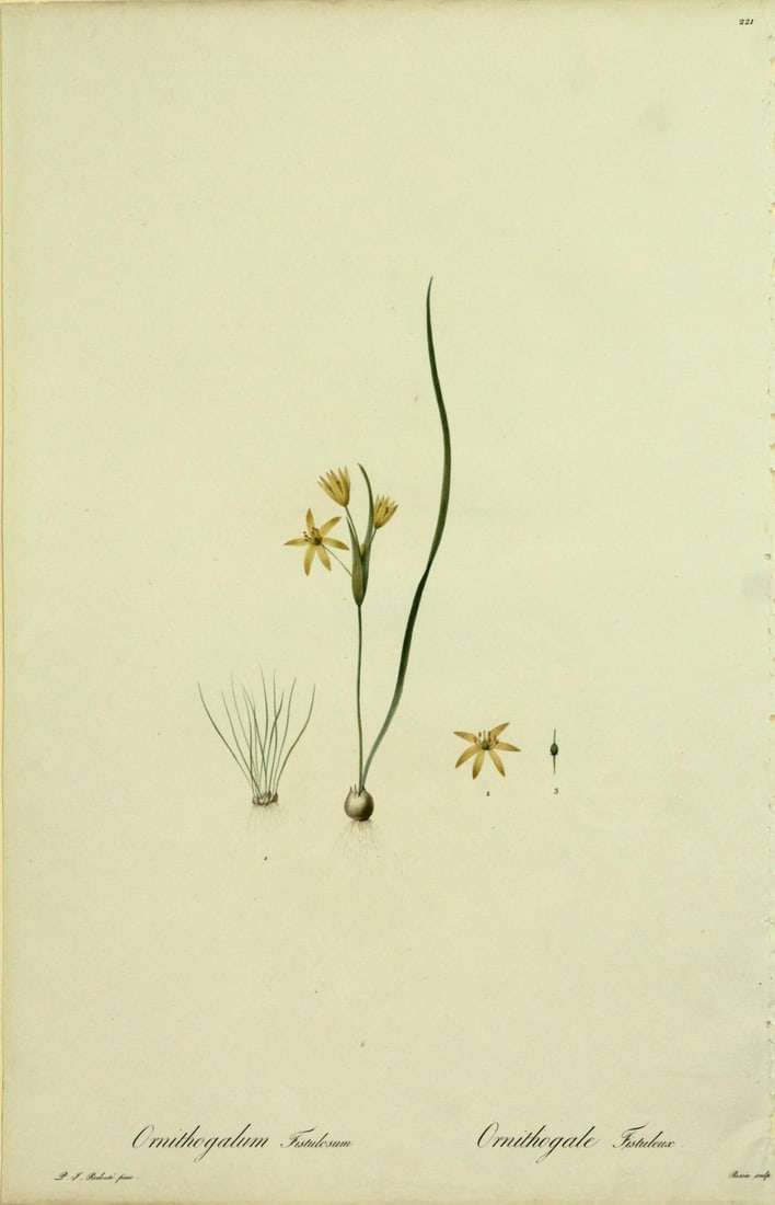Pierre Joseph Redoute - Ornithogalum Fistulosum: Artist: Pierre Joseph Redoute Title: Ornithogalum Fistulosum Year: 1827 Dimensions: 8.5in. by 10in. Edition: From the rare limited edition Medium: Hand colored stipple engr