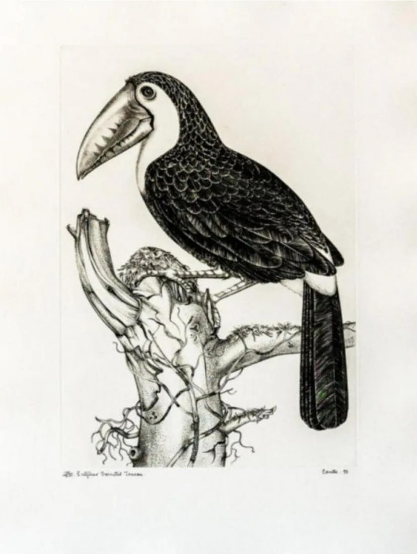 Jack Coutu - Sulphur Breasted Toucan: Artist: Jack Coutu Title: Sulphur Breasted Toucan Year: 1970 Dimensions: 23in. by 31in. Edition: From the Rare Limited Edition of 200 Medium: Etching Condition: Excellent Signature Details: Hand
