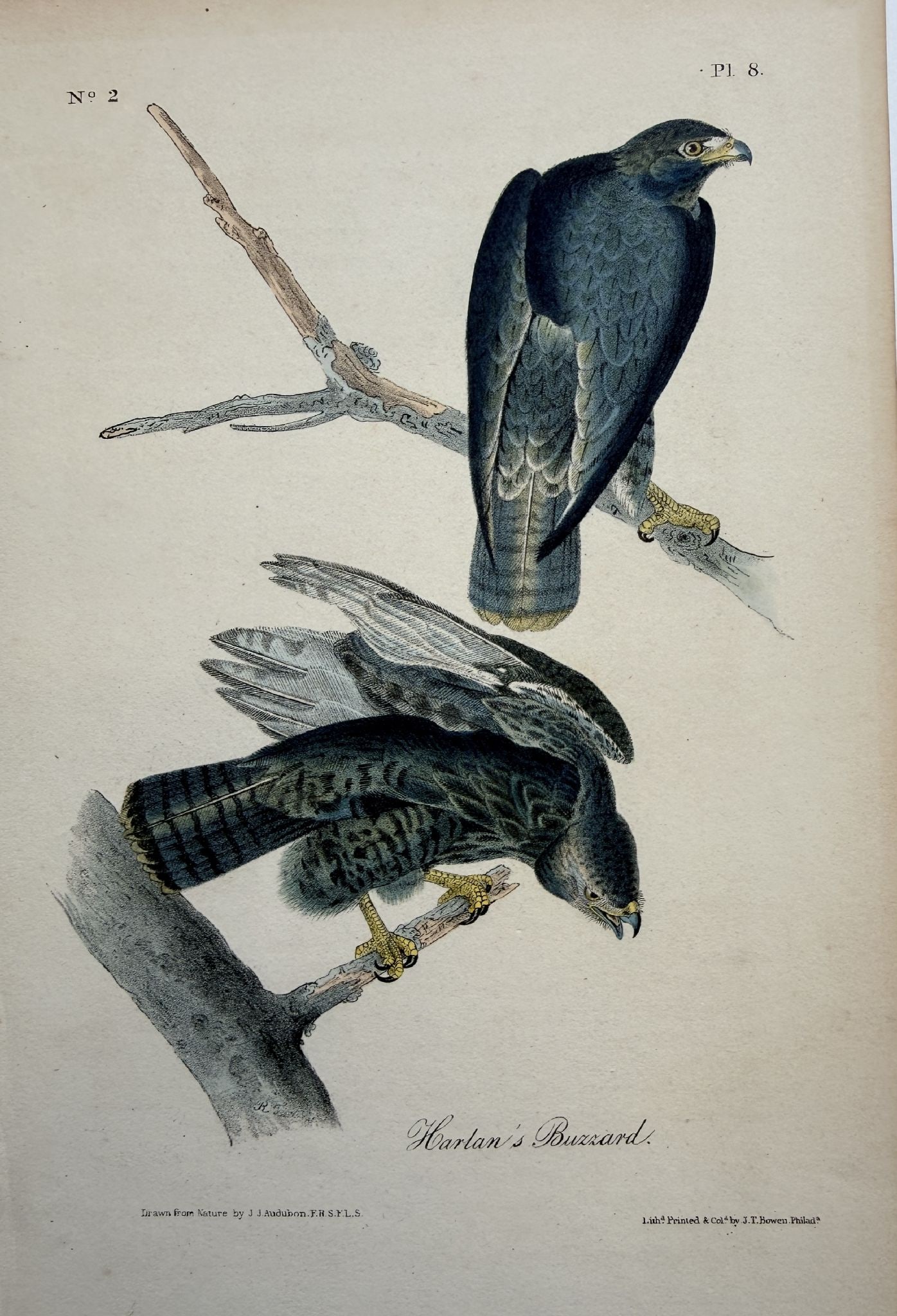 John James Audubon - Harlan's Buzzard (1 of 1)