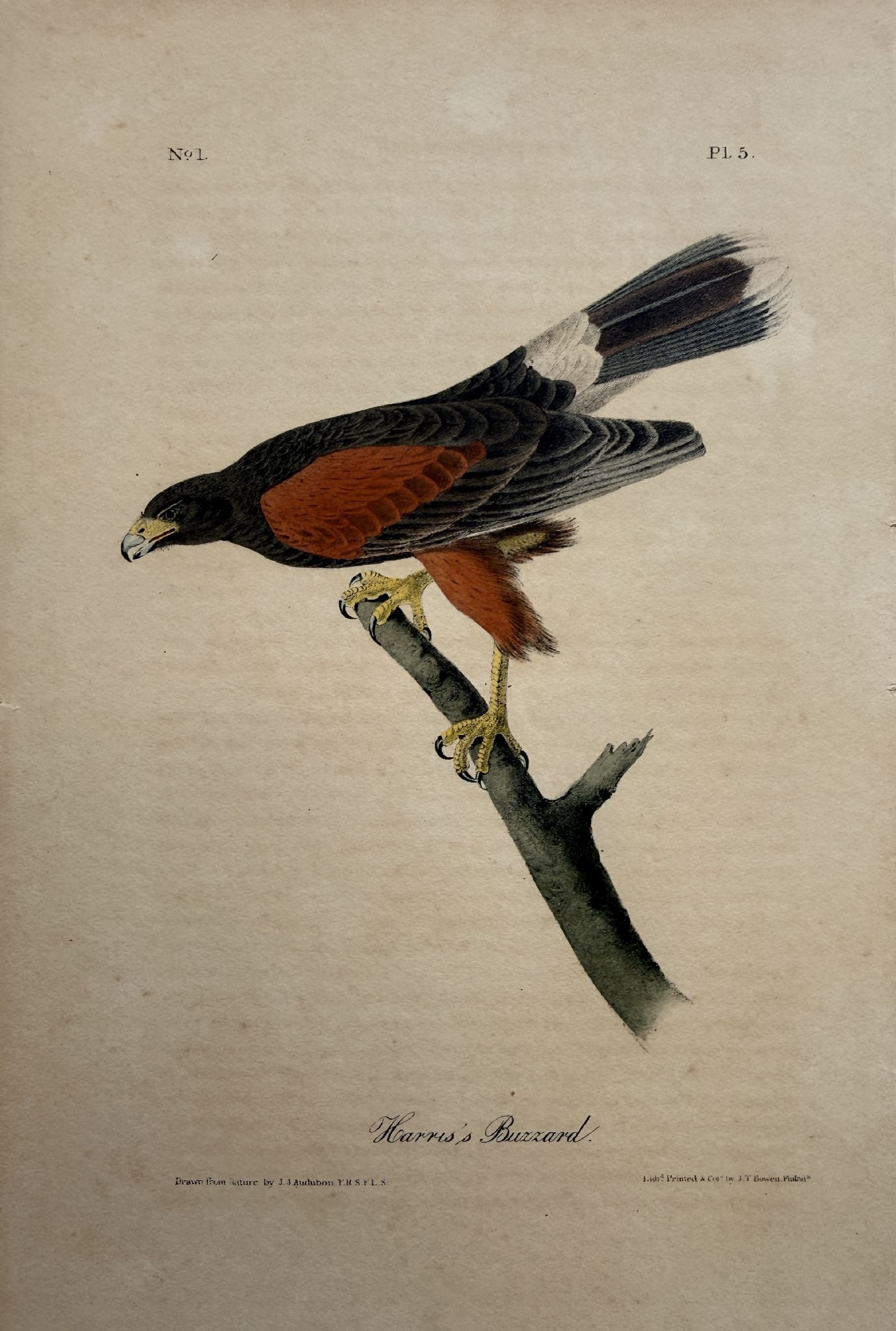 John James Audubon - Harris's Buzzard (1 of 1)