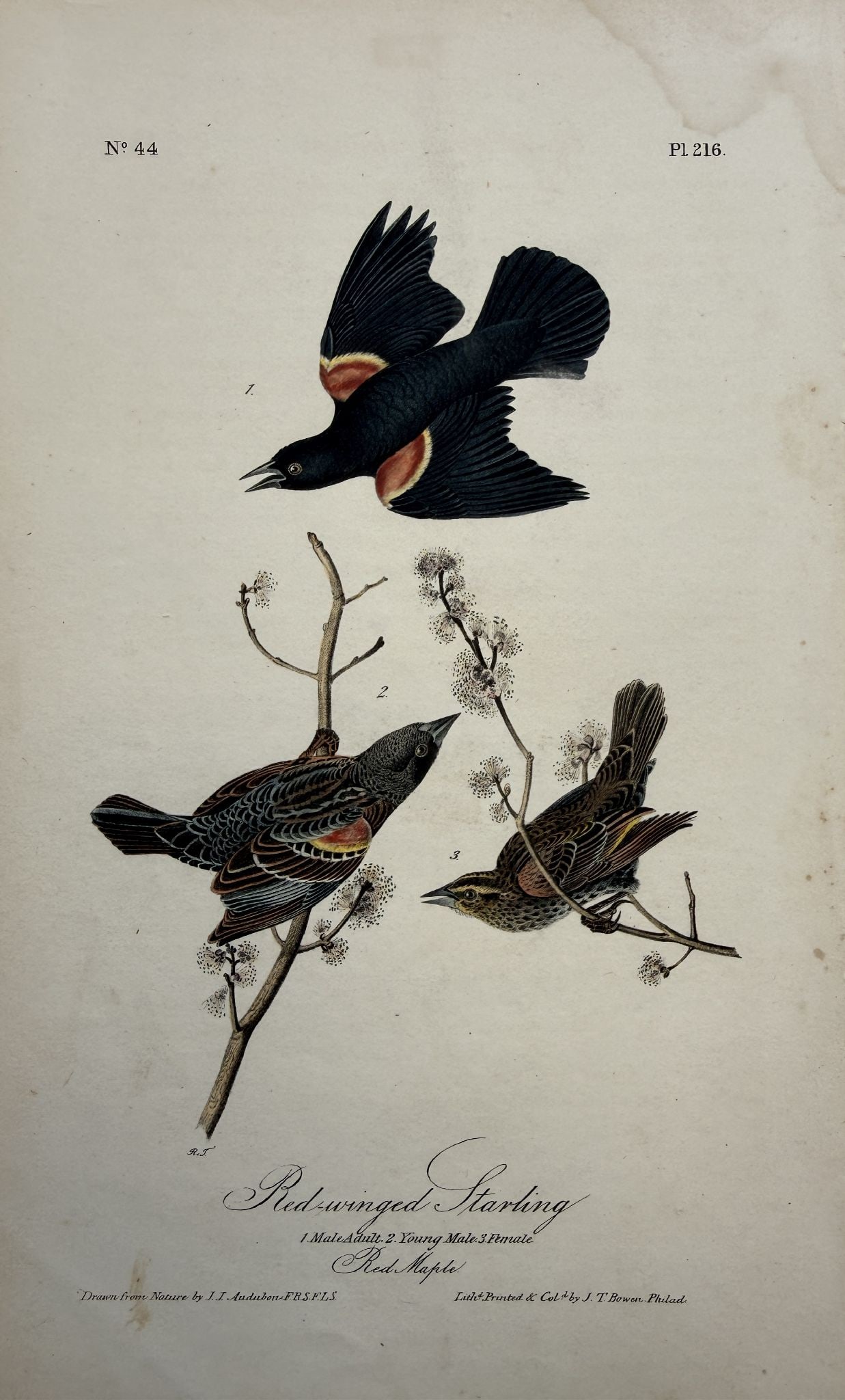 John James Audubon - Red-winged Starling (1 of 1)