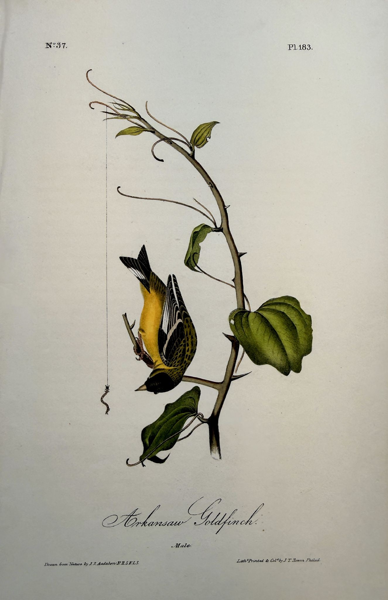John James Audubon - Arkansaw Goldfinch (1 of 1)