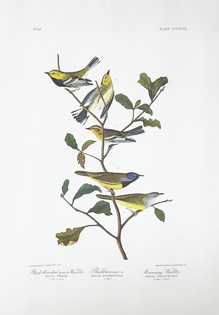 John James Audubon (After) - Black Throated Green Warbler: Artist: John James Audubon (After) Title: Black Throated Green Warbler Year: 1971 Dimensions: 39in. by 26in. Edition: From the Rare Limited Edition Suite: The Birds of America Medium: Color offset