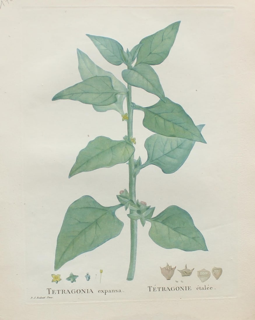 Pierre Joseph Redoute - Tetragonia expansa: Artist: Pierre Joseph Redoute Title: Tetragonia expansa Year: 1837 Dimensions: 10.25in. by 13.25in. Edition: From the rare limited edition Suite: Plantarum Succulentarum Historia Medium: Original