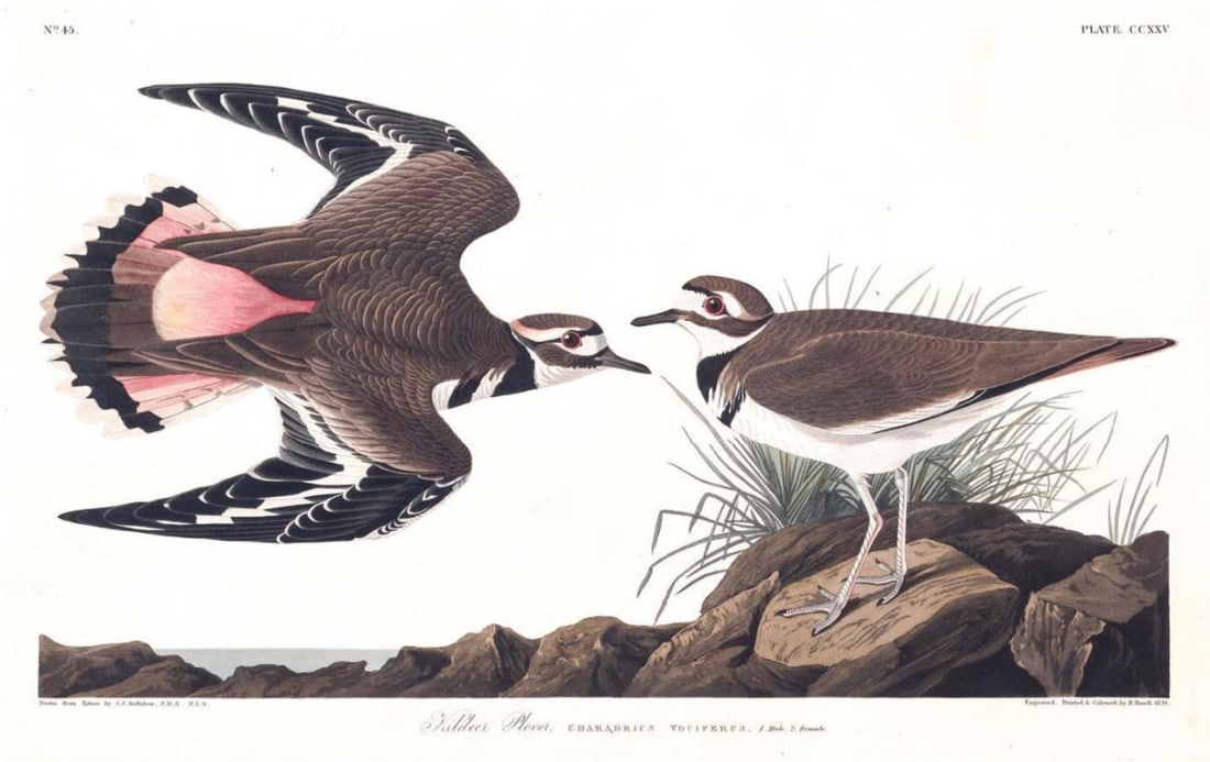 John James Audubon (After) - Kildeer Plover: Artist: John James Audubon (After) Title: Kildeer Plover Year: 1971 Dimensions: 39in. by 26in. Edition: From the Rare Limited Edition Suite: The Birds of America Medium: Color offset lithograph on