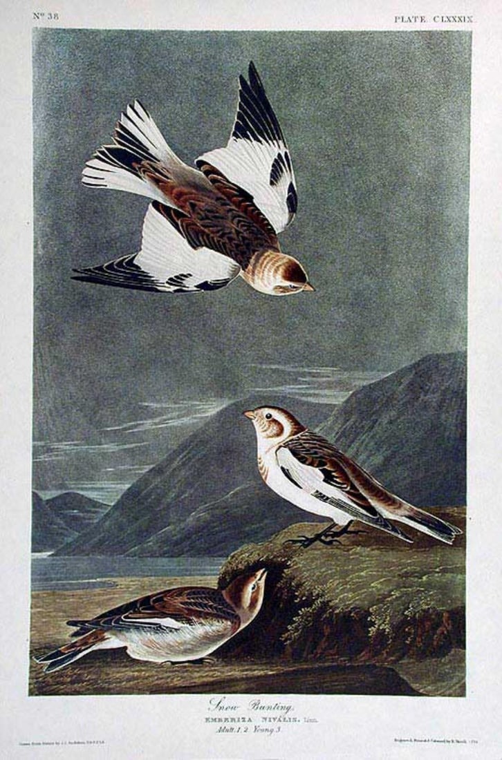 John James Audubon (After) - Snow Bunting: Artist: John James Audubon (After) Title: Snow Bunting Year: 1971 Dimensions: 39in. by 26in. Edition: From the Rare Limited Edition Suite: The Birds of America Medium: Color offset lithograph on