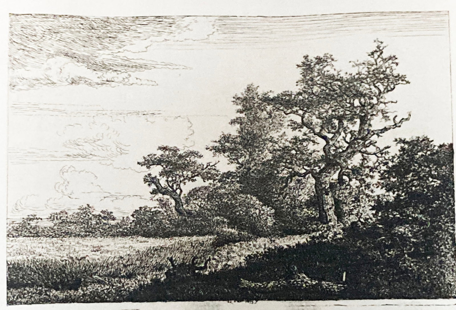 Jacob van Ruisdael - Grainfield at the Edge of a Wood: Artist: Jacob van Ruisdael Title: Grainfield at the Edge of a Wood Year: 1880 Dimensions: 12 x 8 in. Edition: From the Rare Limted Edition Publisher: MacMillan and Co. Suite: Etching and Etchers