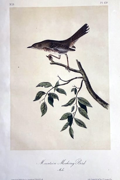 John James Audubon (After) - Mountain Mocking Bird: Artist: John James Audubon (After) Title: Mountain Mocking Bird Year: 1840 Dimensions: 6 1/2 x 10 1/4 in. Edition: From the limited edition Medium: Color offse