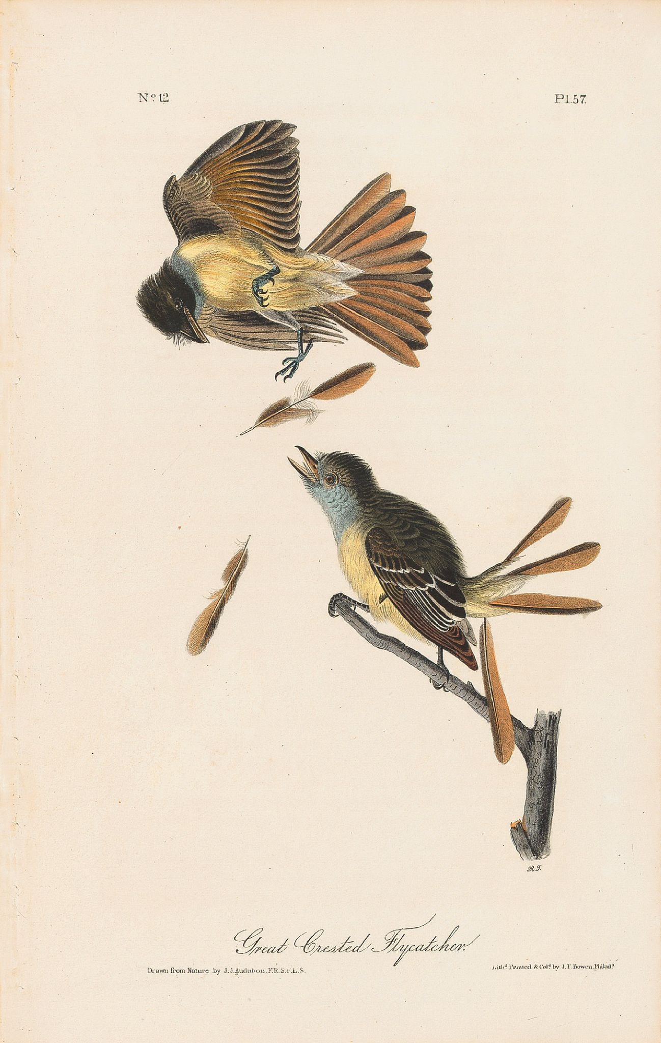 John James Audubon (After) - Great Crested Flycatcher: Artist: John James Audubon (After) Title: Great Crested Flycatcher Year: 1971 Dimensions: 39 x 26 in. Edition: From the Rare Limited Edition Suite: The Birds of Amer