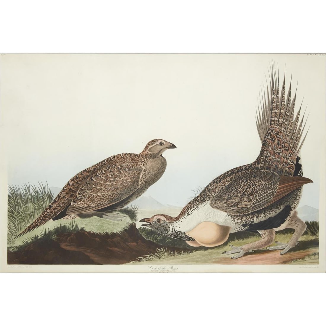 John James Audubon (After) - Cock of the Plains: Artist: John James Audubon (After) Title: Cock of the Plains Year: 1971 Dimensions: 39in. by 26in. Edition: From the rare limited edition Suite: The Birds of America Medium: Color offset lithograph