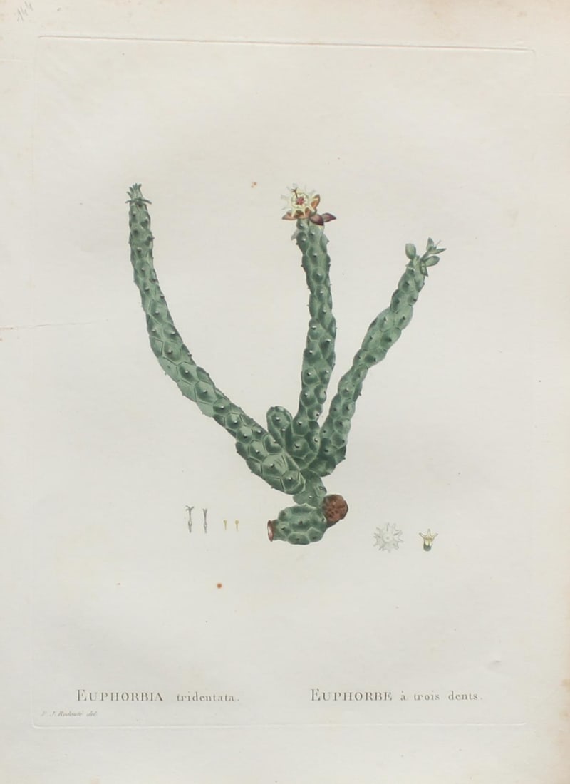 Pierre Joseph Redoute - Euphorbia tridentata: Artist: Pierre Joseph Redoute Title: Euphorbia tridentata Year: 1837 Dimensions: 10.25in. by 13.25in. Edition: From the rare limited edition Suite: Plantarum Su
