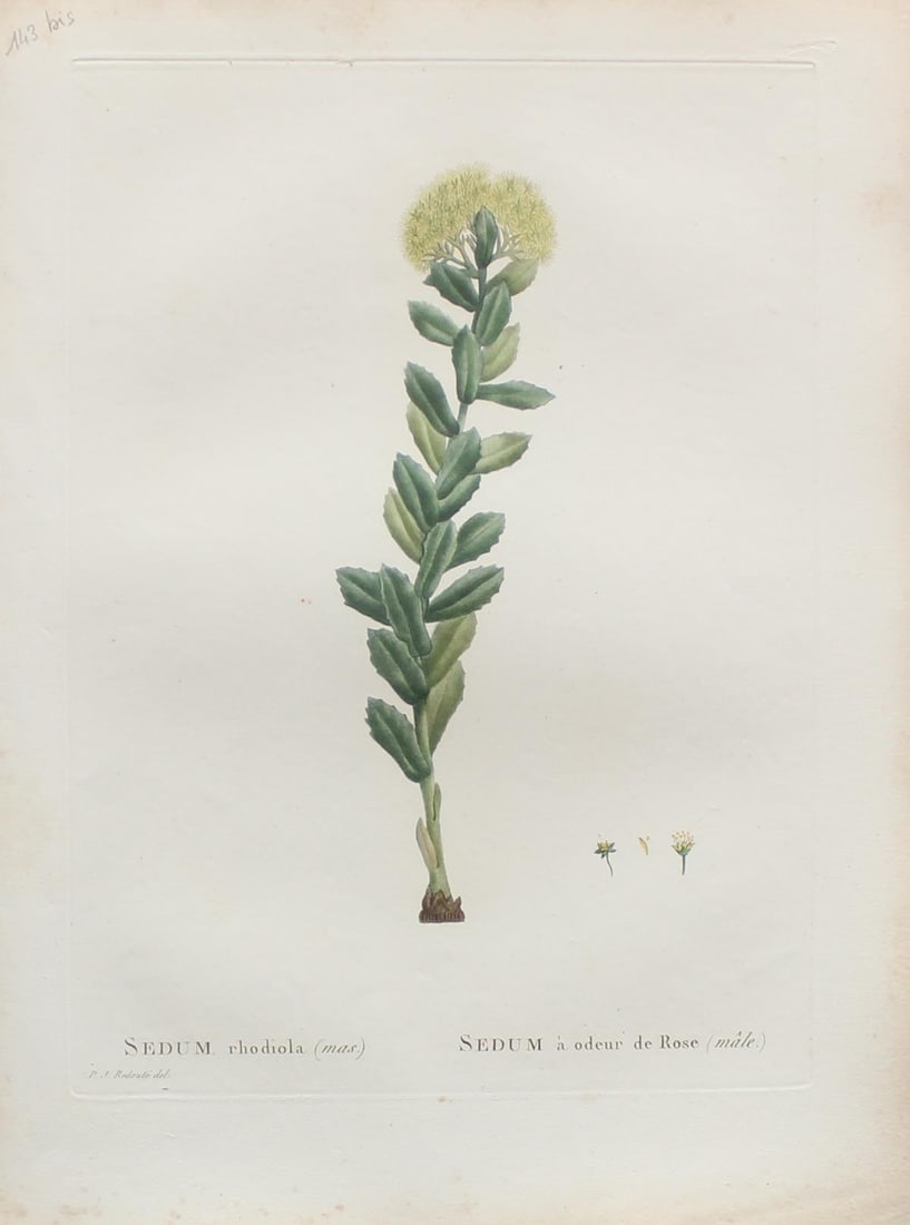Pierre Joseph Redoute - Sedum rhodiola: Artist: Pierre Joseph Redoute Title: Sedum rhodiola Year: 1837 Dimensions: 10.25in. by 13.25in. Edition: From the rare limited edition Suite: Plantarum Succulen