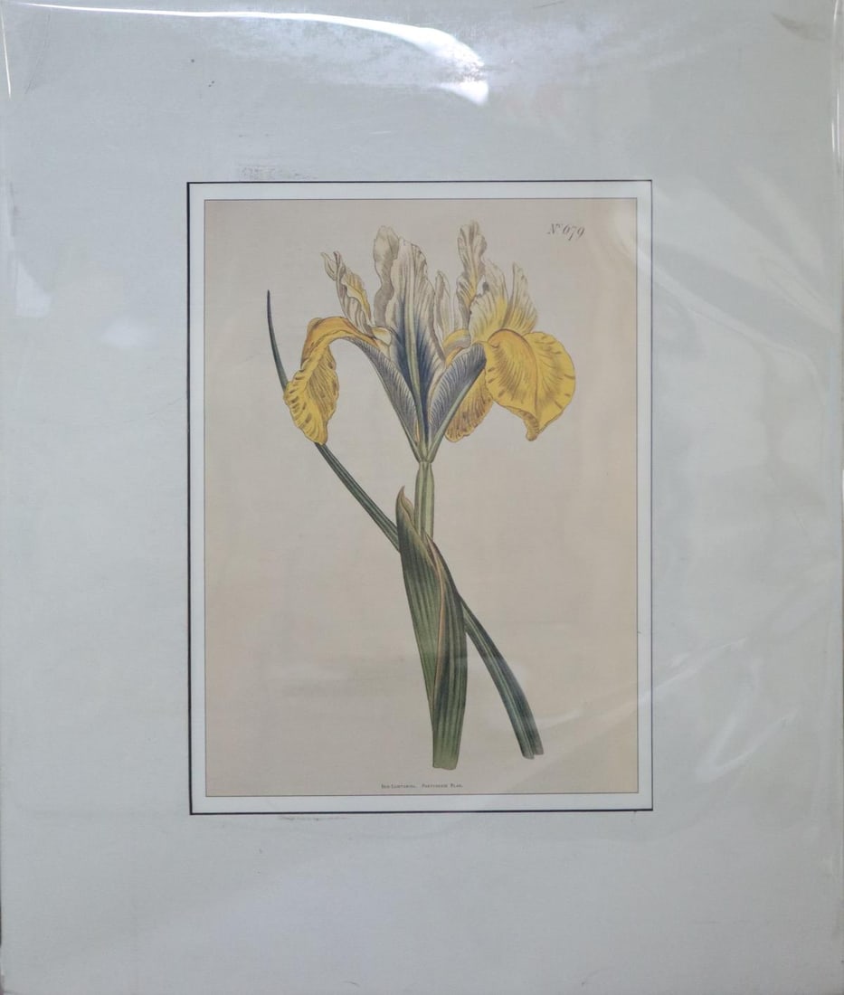 William Curtis - Yellow Iris - 2