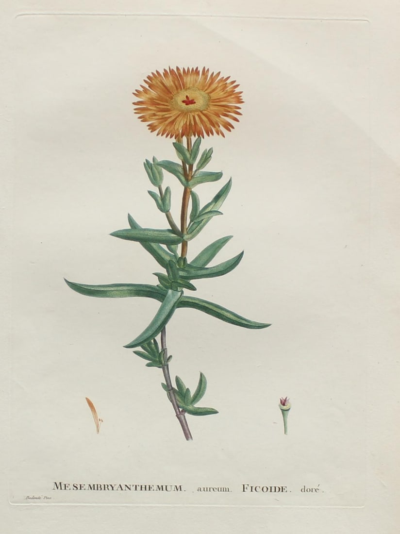 Pierre Joseph Redoute - Mesmbryanthemum Ficoide: Artist: Pierre Joseph Redoute Title: Mesmbryanthemum Ficoide Year: 1837 Dimensions: 10.25in. by 13.25in. Edition: From the rare limited edition Suite: Plantarum Succulentarum Historia Medium: Hand