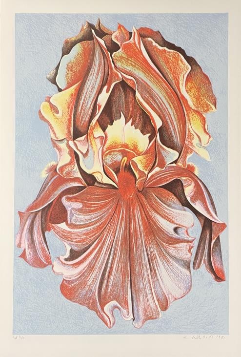 Lowell Nesbitt - Pink Iris (1 of 1)