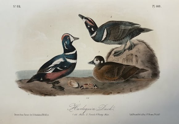 John James Audubon (After) - Harlequin Ducks: Artist: John James Audubon (After) Title: Harlequin Ducks Year: 1840 Dimensions: 6 1/2 x 10 1/4 in. Edition: From the Rare Limited Edition Medium: Color offset lithograph on paper Condition: