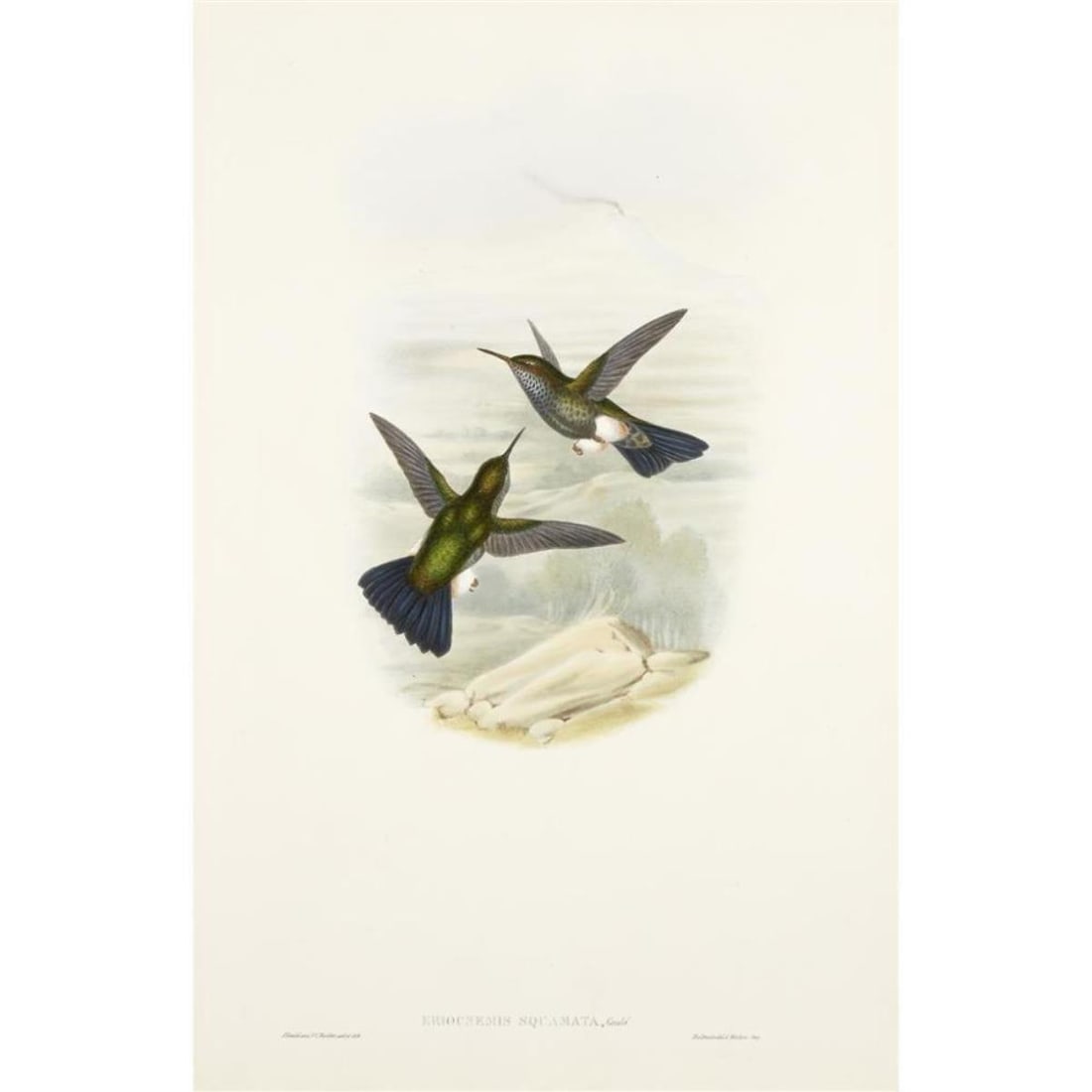 J. Gould - Eriocnemis Squamata [Scaly Puff-leg]: Artist: J. Gould Title: Eriocnemis Squamata [Scaly Puff-leg] Year: 1849-1861 Dimensions: 12 5/16in. by 14in. Edition: From the rare limited edition Publisher: Henry Sothern & Co. Suite: A Monograph