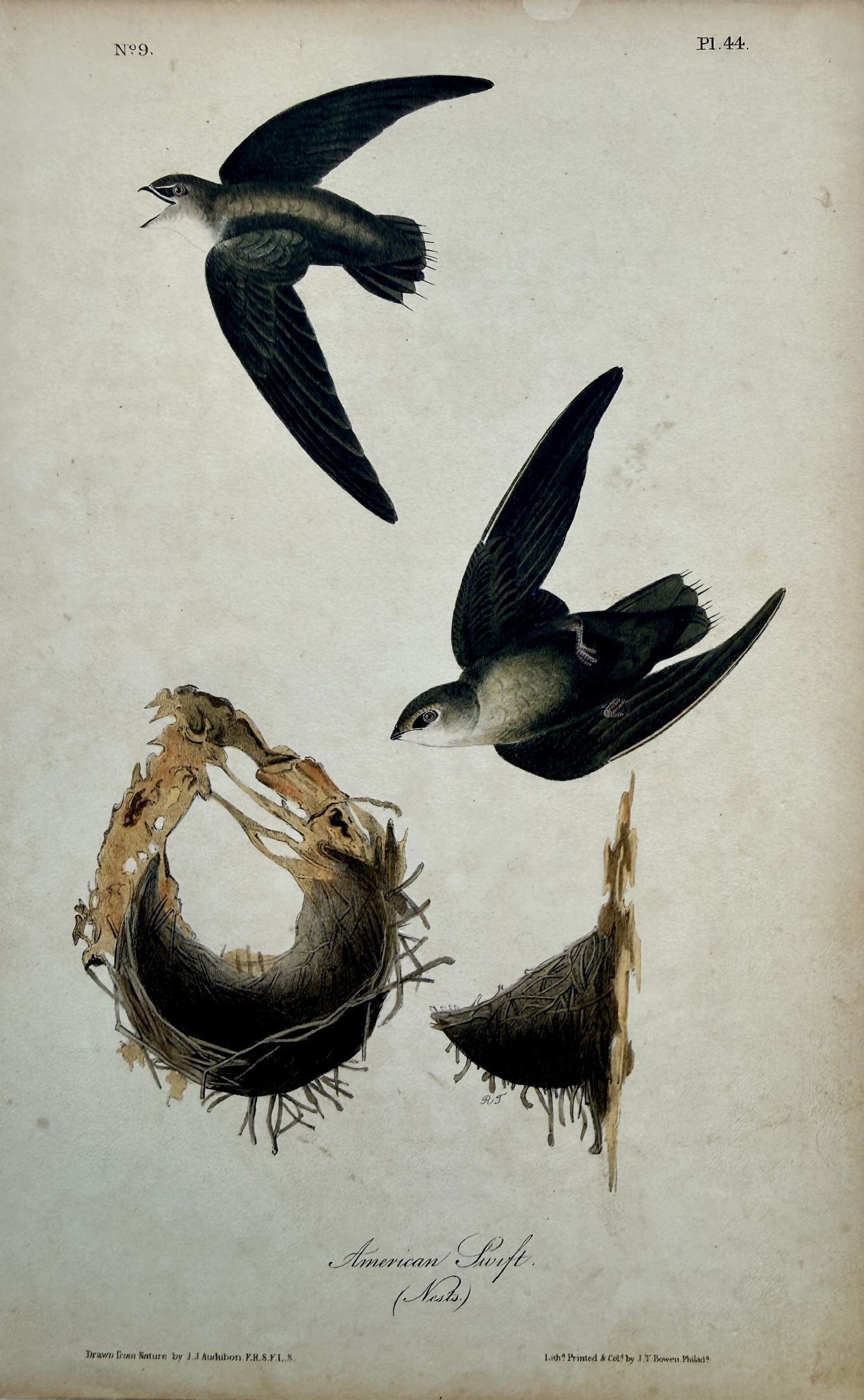 John James Audubon - American Swift (1 of 1)