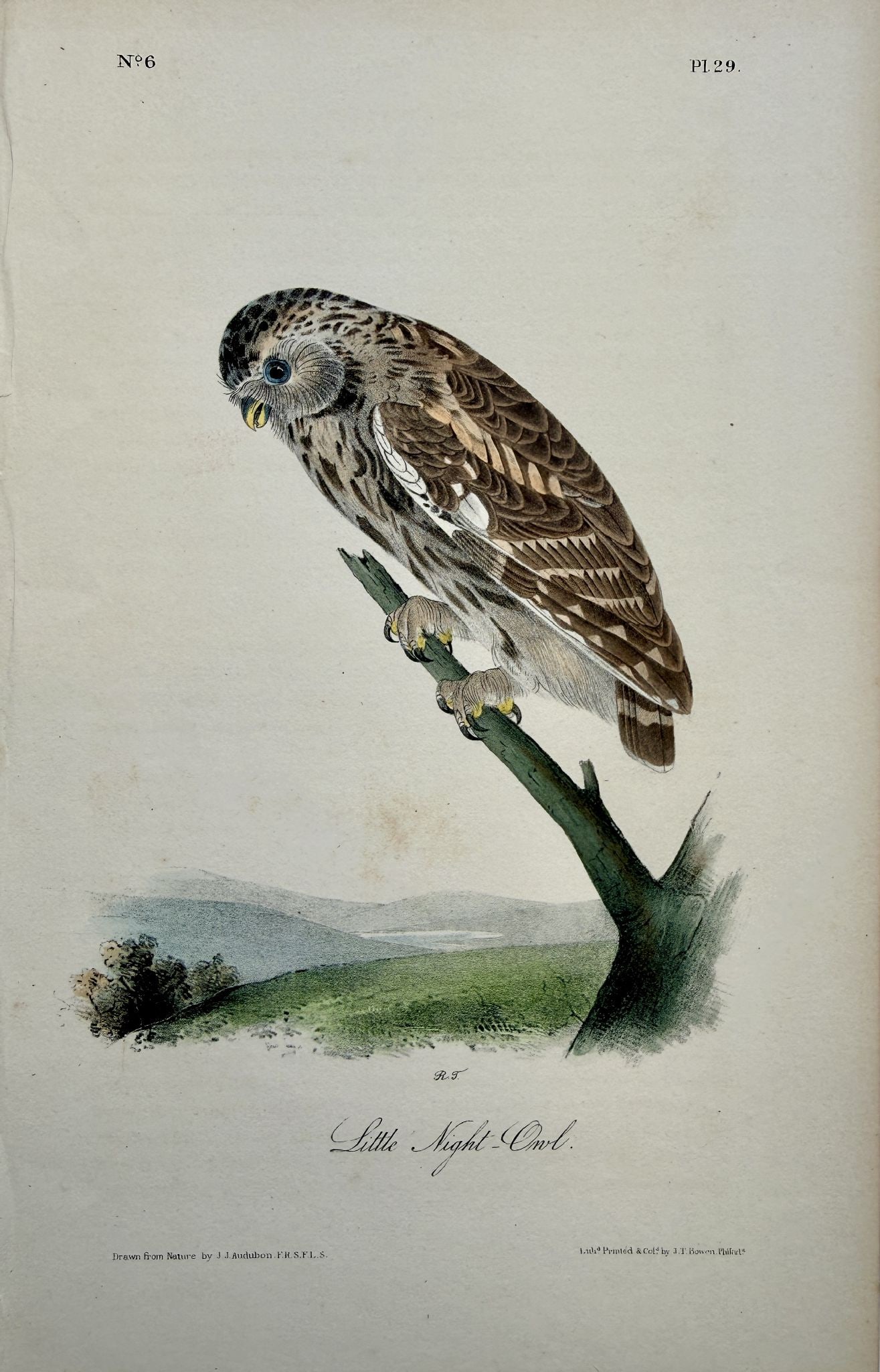 John James Audubon - Little Night-Owl (1 of 1)